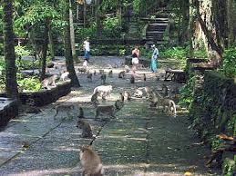  Monkey Forest Ubud